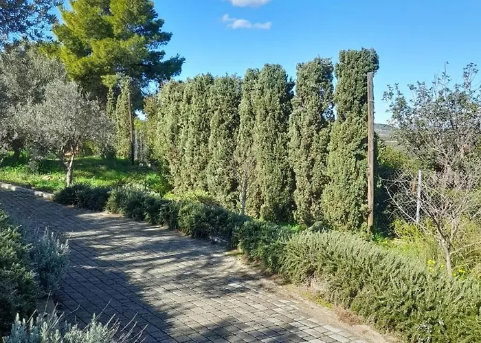 Oliva